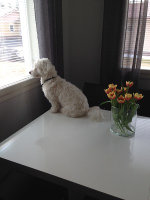 Boris the Dog, keeping a lookout for witches!