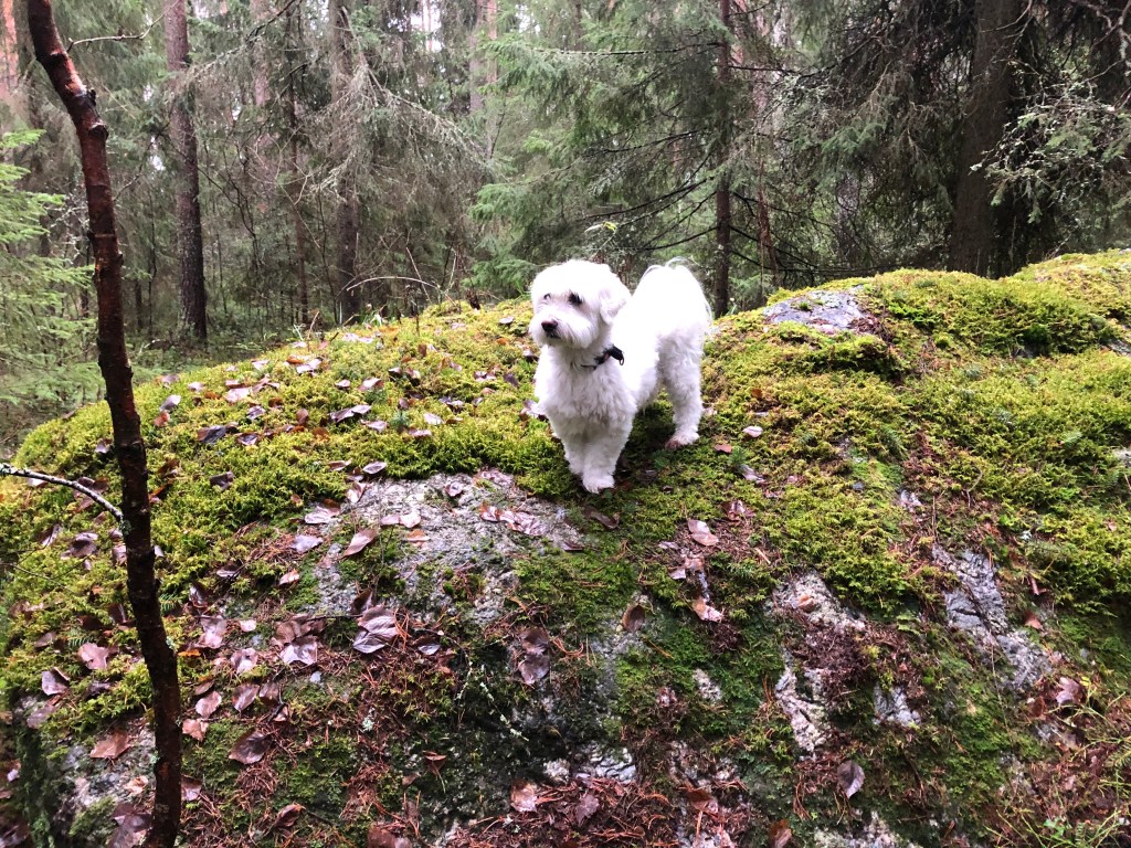 Explore Finland’s 1st ‘scope: A Walk in the Finnish Woods