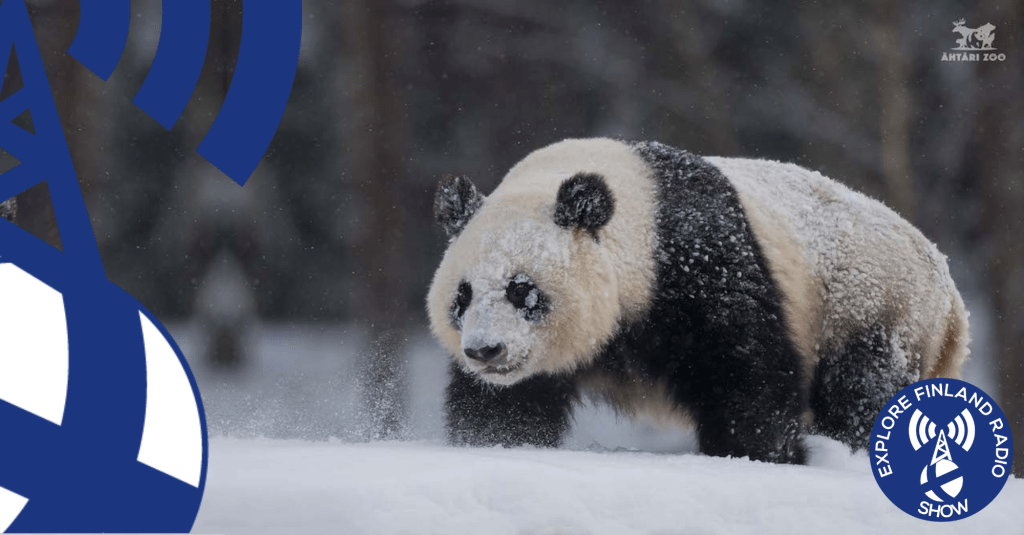 A Winter Visit To Ähtäri Zoo & SnowPanda&nbsp;Resort