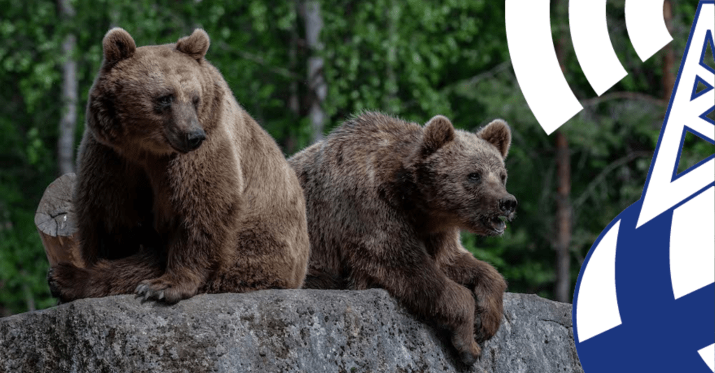 Six Things You Must Experience at Ähtäri&nbsp;Zoo